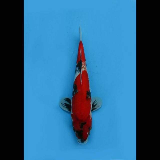 Mwk, Super Red - Nidan Showa Mutogoro