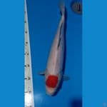 tancho kohaku