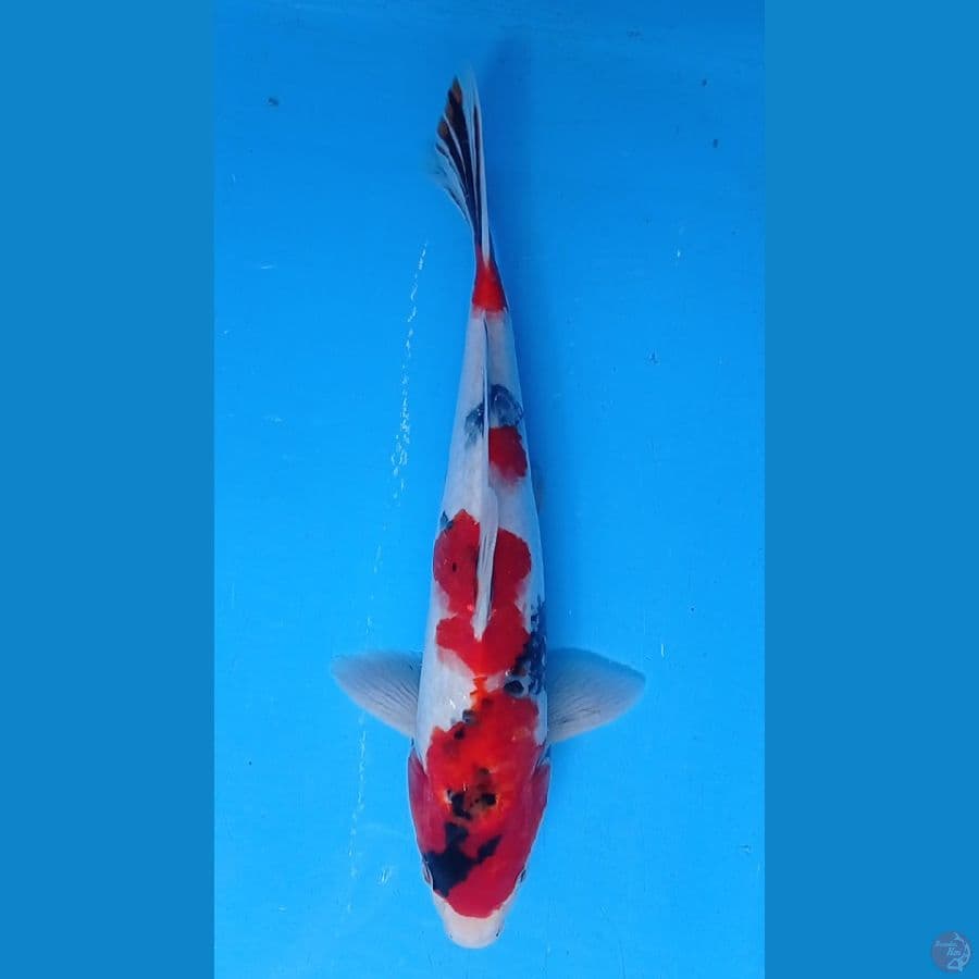 showa 27cm MALE