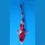 showa 27cm MALE