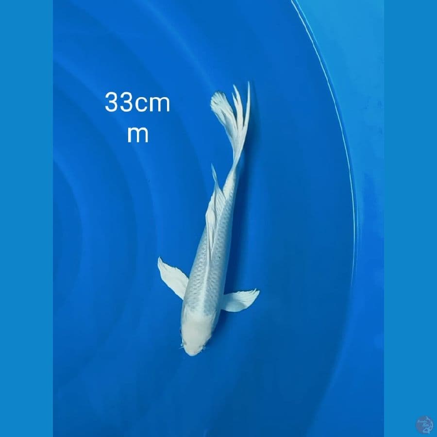 kumpay platinum 33cm