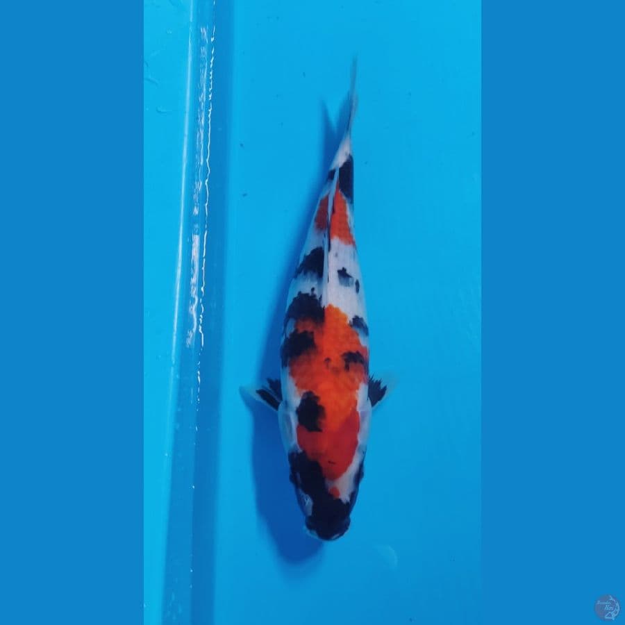 SHOWA 32cm