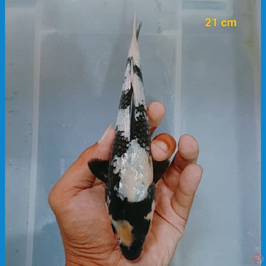male 21 cm