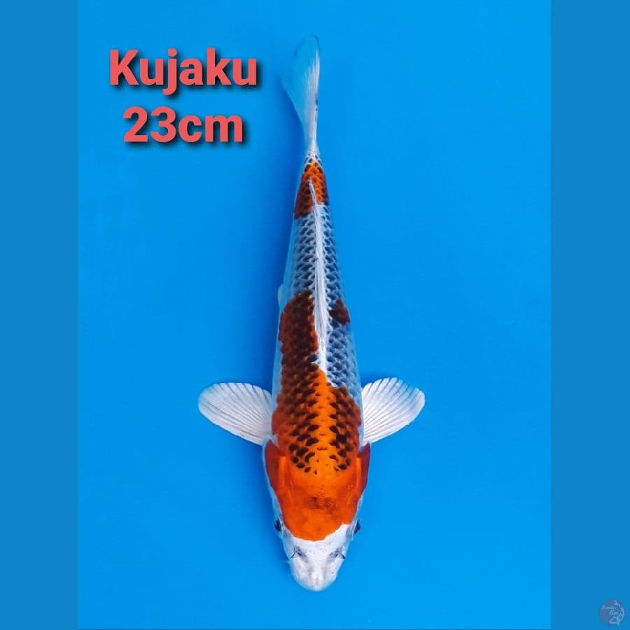 HQ KUJAKU 23CM