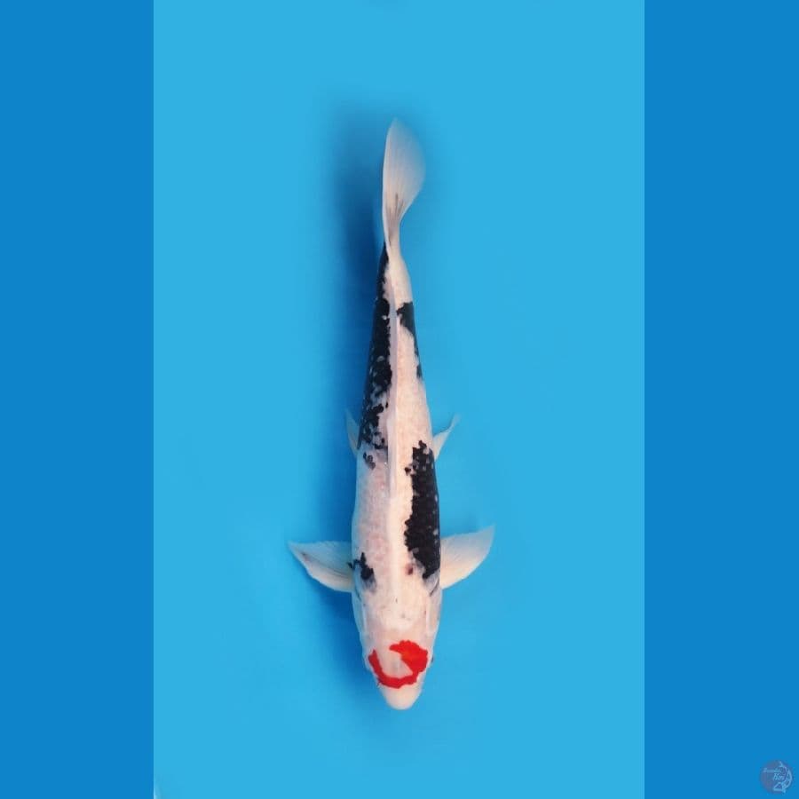 Tancho Showa Jumbo 53cm