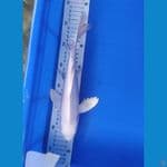 kumpai platinum 30 cm