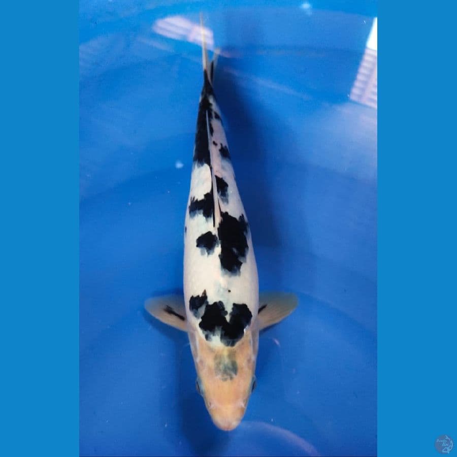 beko male 27 cm