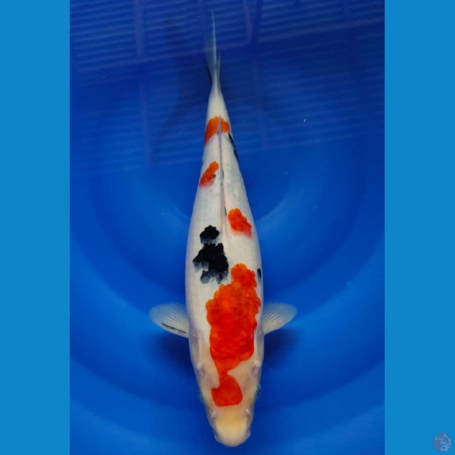 sanke 35cm