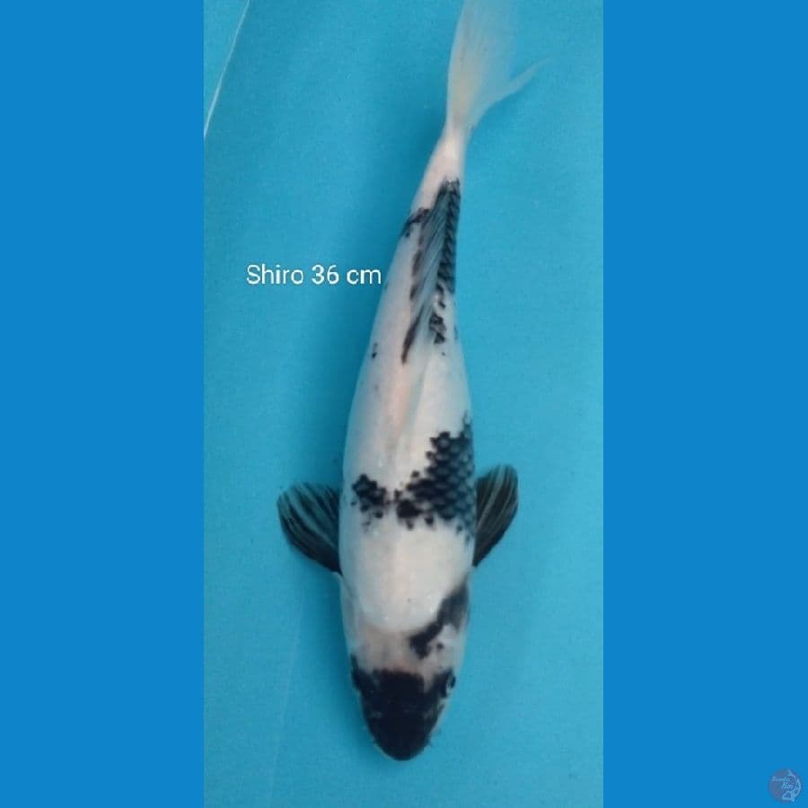 Shiro 36 cm