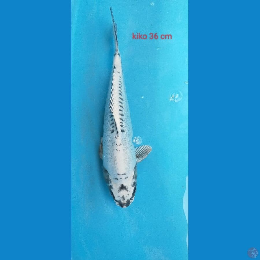 kiko 36 cm