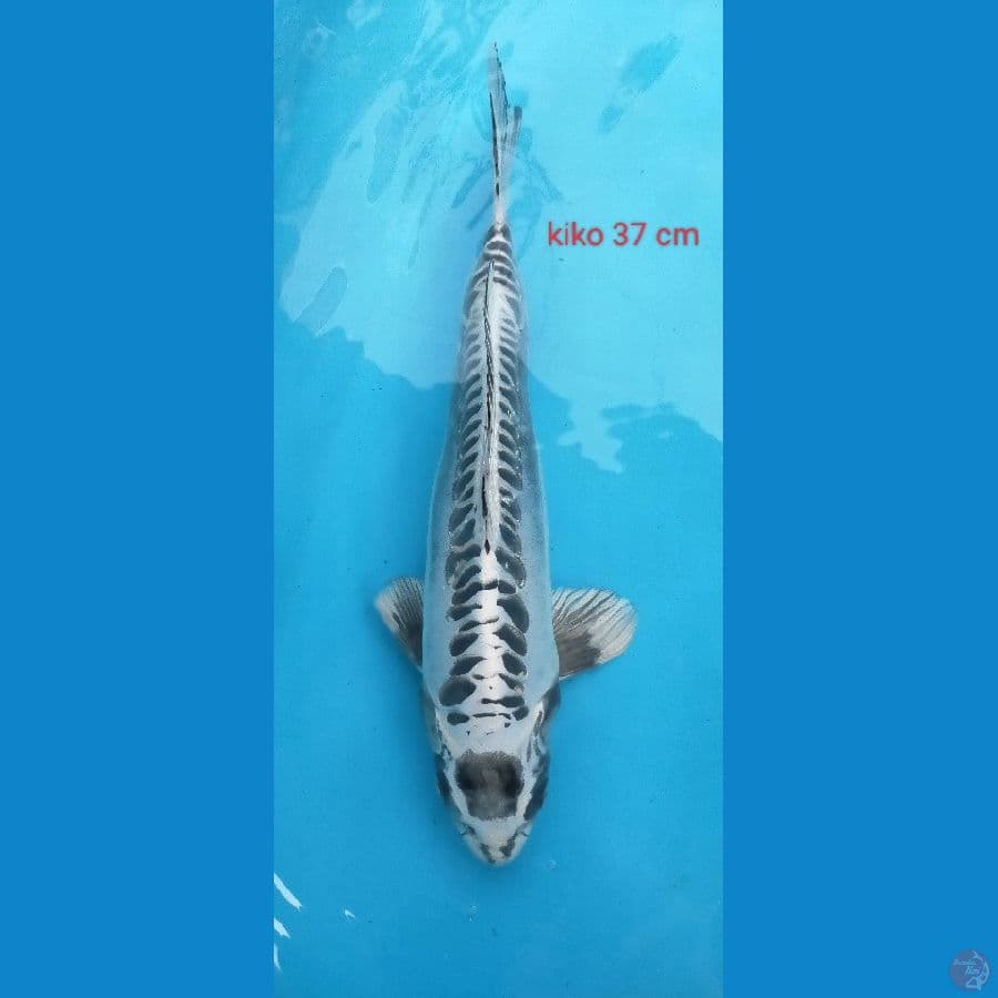 kiko 37 cm