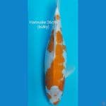 Hariwake 36 cm (jumbo)