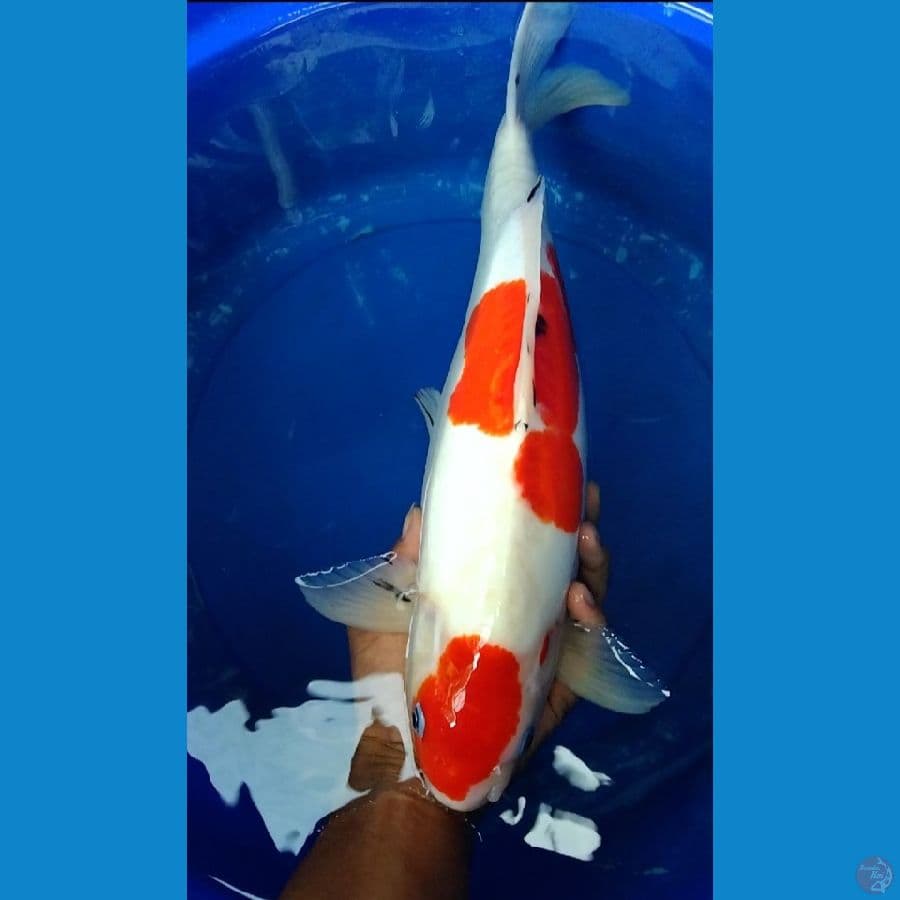 sanke doitsu jumbo jantan 45cm 
