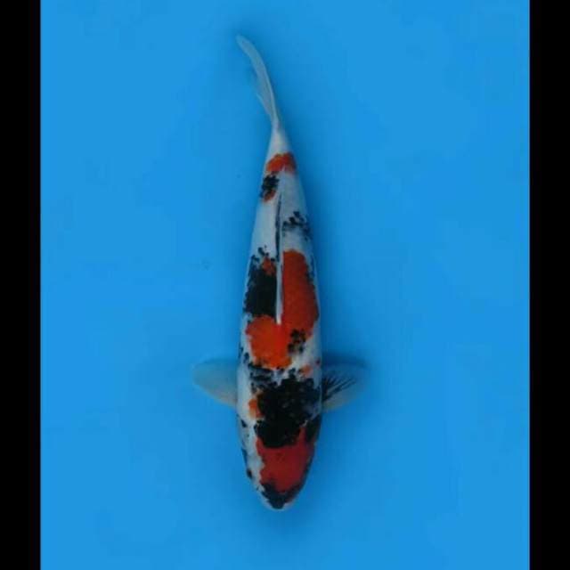 42cm - Showa F1 Good Body 
