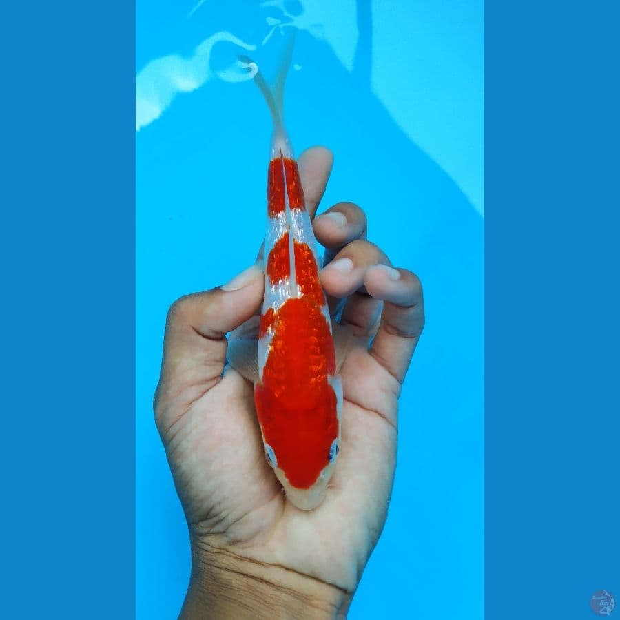 kohaku ghindrin 17cm SQ strong