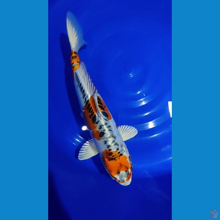 Jumbo Benikikokuryu 45cm