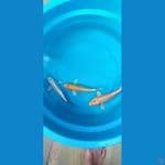 asnawi koi