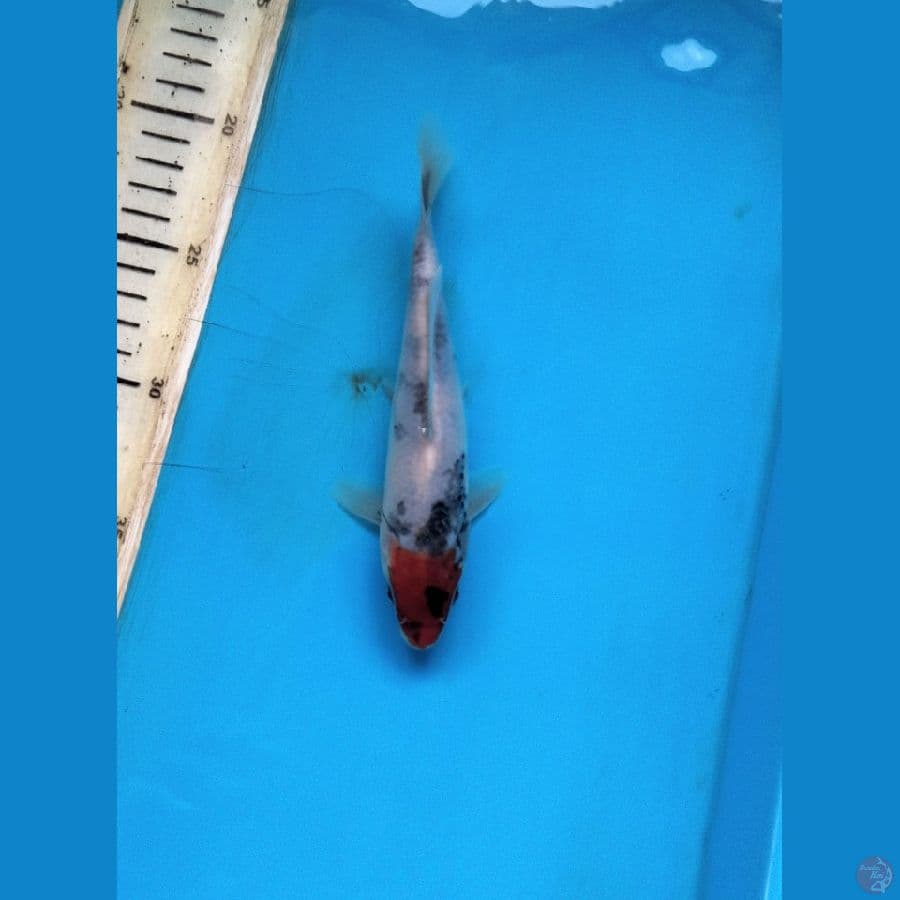 tanco showa tategoi 17cm