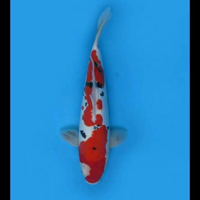 42cm - Sanke Doitsu Murni F1