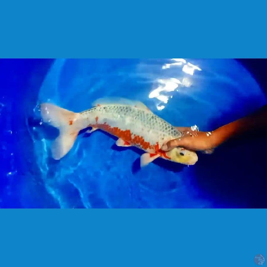 ASAGI 45 CM MALE