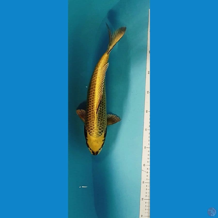mukasi 35 cm 