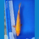 karasi 46 cm