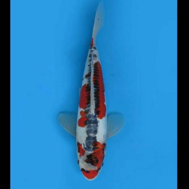 36cm - Beni Kikoryu Antik 