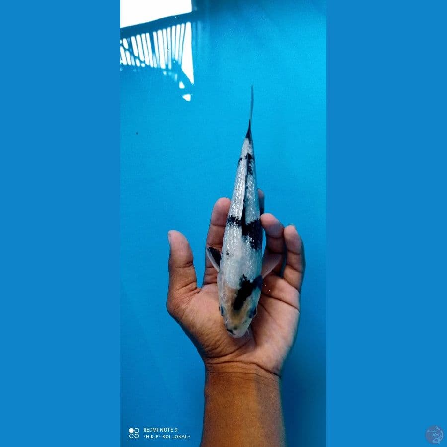 shiro ginrin 22 cm bhan kc