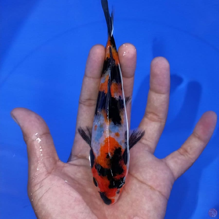 showa 17cm