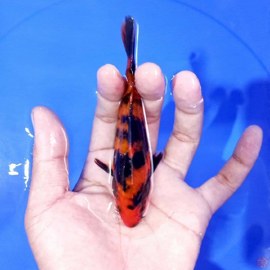 shiro 14 cm