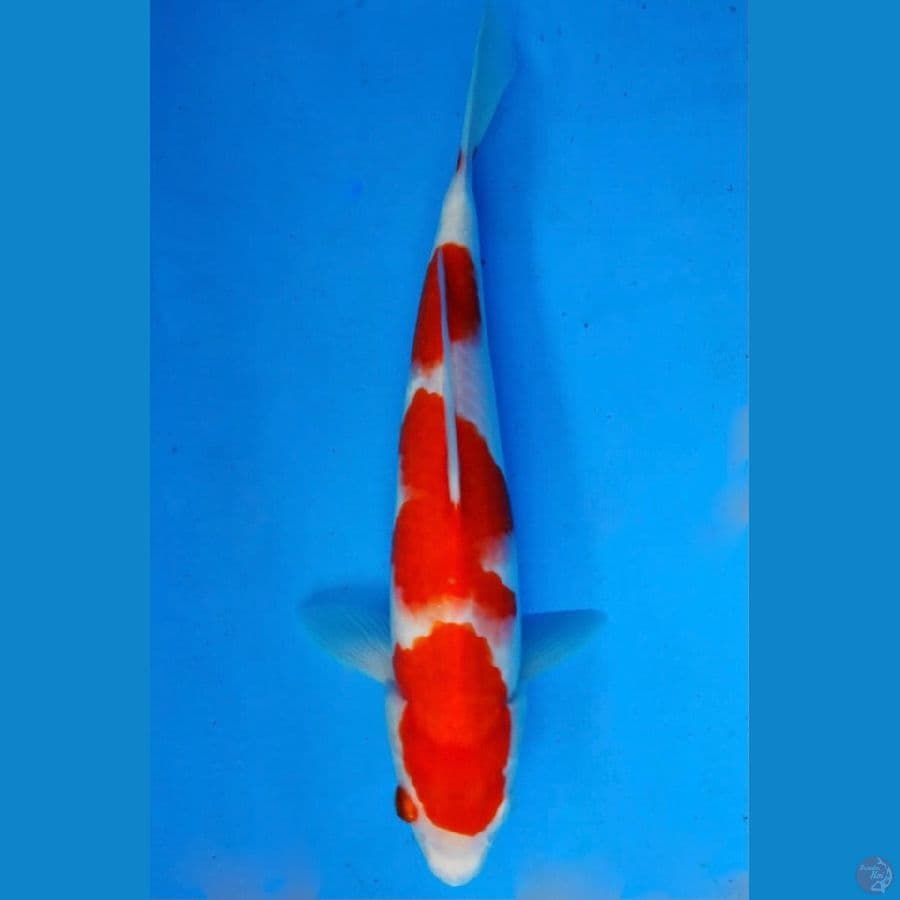 ~KOHAKU 3 STEP 30CM/FEMALE