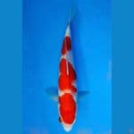 ~KOHAKU 3 STEP 30CM/FEMALE