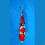 ~SANKE 4 STEP 26 CM/MALE~