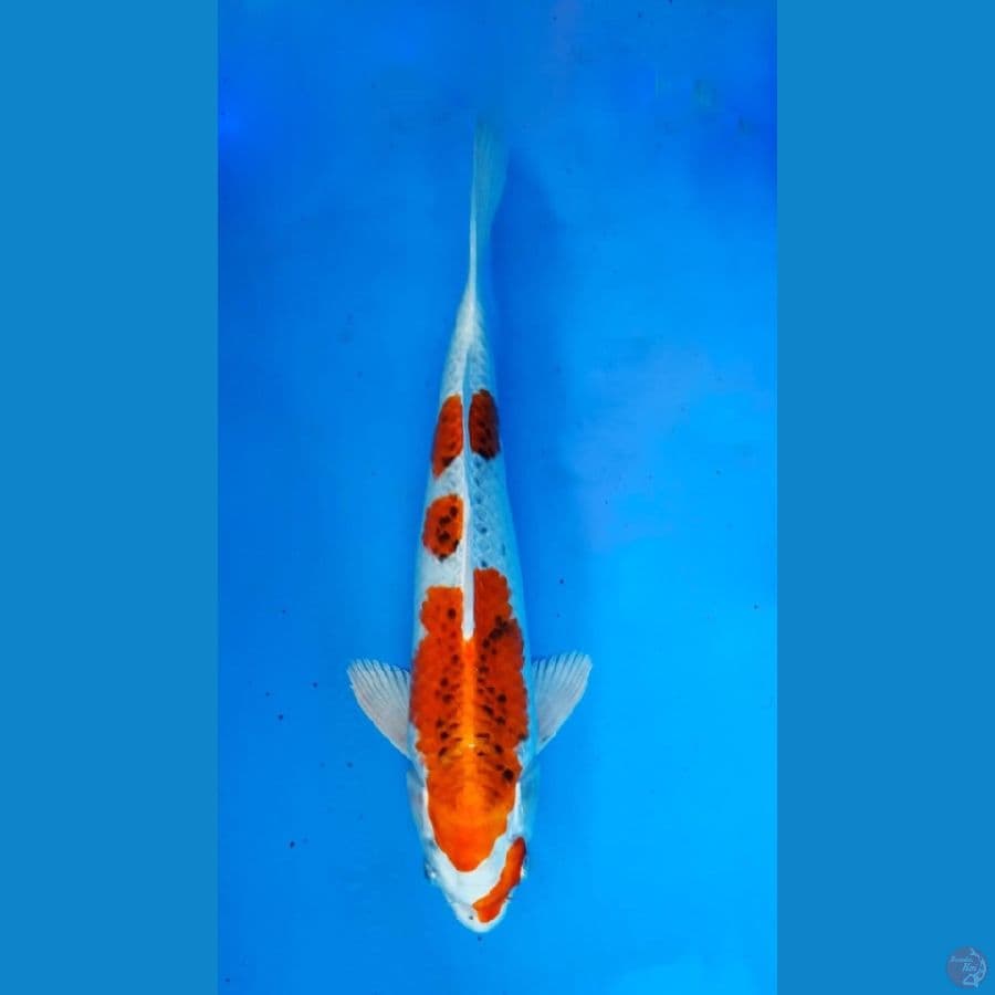 ~KUJAKU 32 CM/FEMALE~