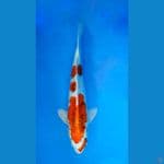 ~KUJAKU 32 CM/FEMALE~