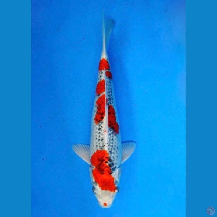 ~KUJAKU 31 CM/MALE~