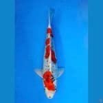 ~KUJAKU 31 CM/MALE~