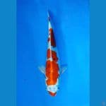 ~KUJAKU 30 CM/FEMALE~