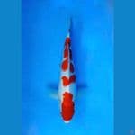 ~SANKE TATEGOI 28 CM/MALE~