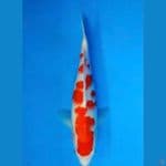 ~KOHAKU 30 CM/FEMALE~