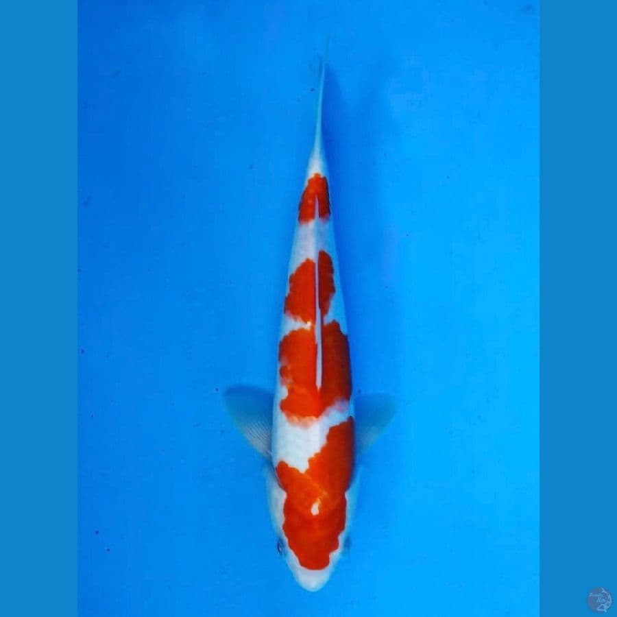~KOHAKU 28 CM/MALE~