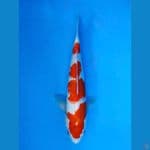 ~KOHAKU 28 CM/MALE~