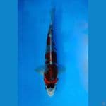 ~BENIGGINGGA 29 CM/MALE~
