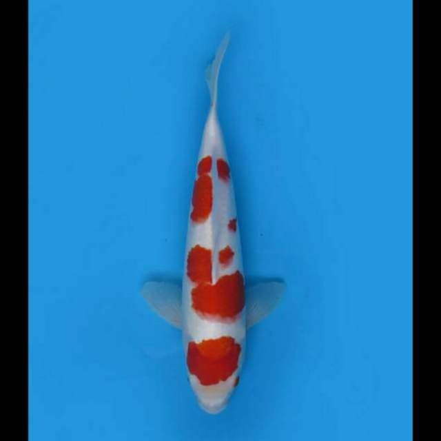 33cm - F1 Kohaku Sakura 