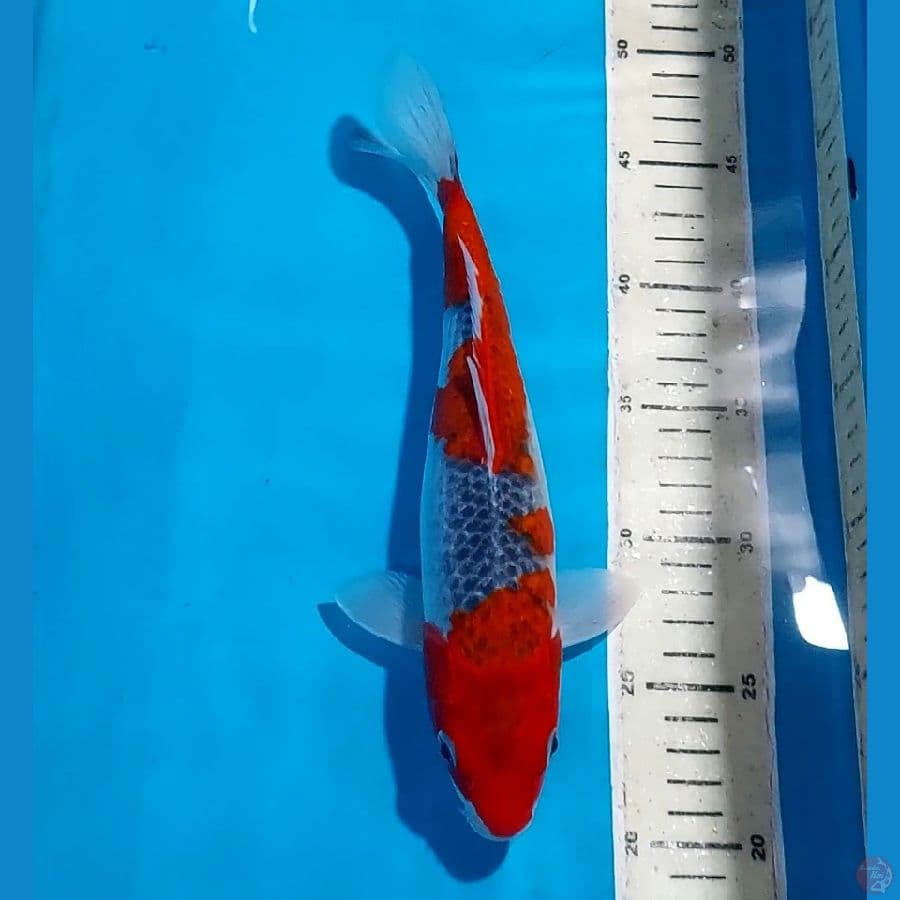 GOSHIKI 28 CM