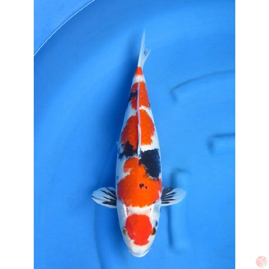 46cm , Fml - Jumbo Maruten Showa
