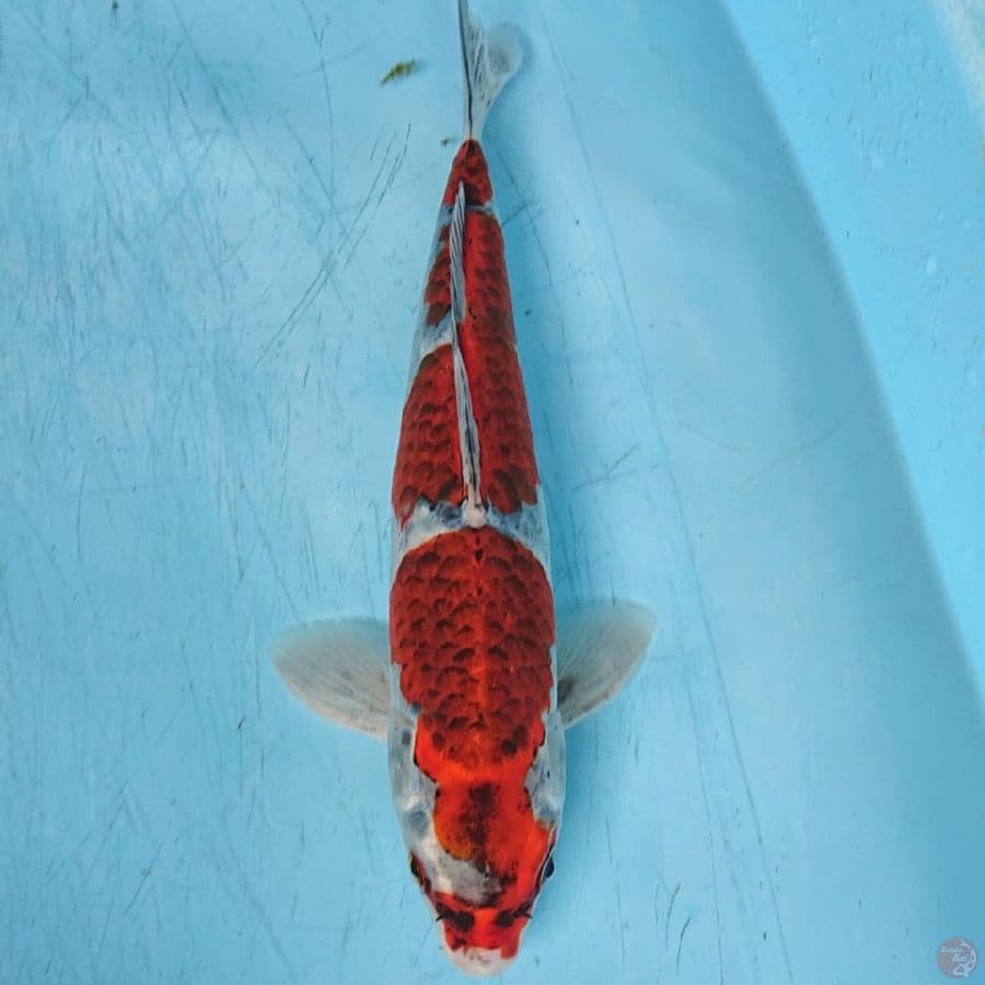 Goshiki 33cm