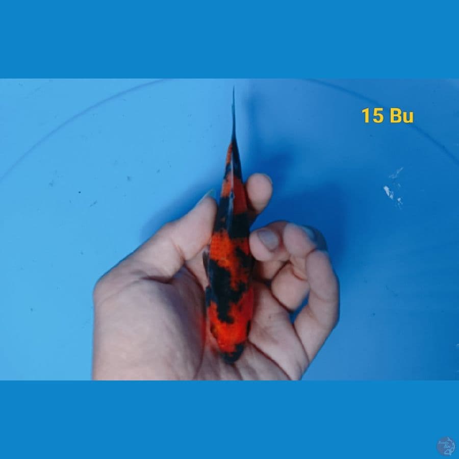 Hi utsuri 15 bu