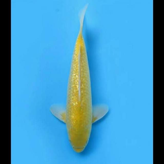 35cm - F1 Karasigoi Ginrin 