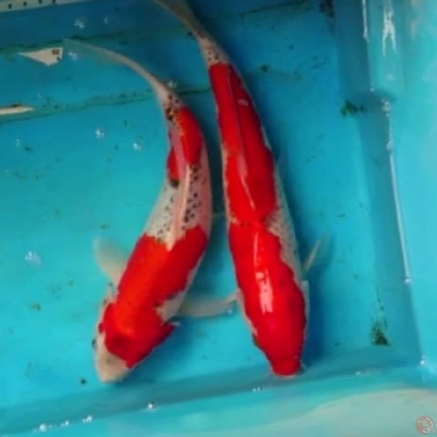 Goshiki 31&32cm